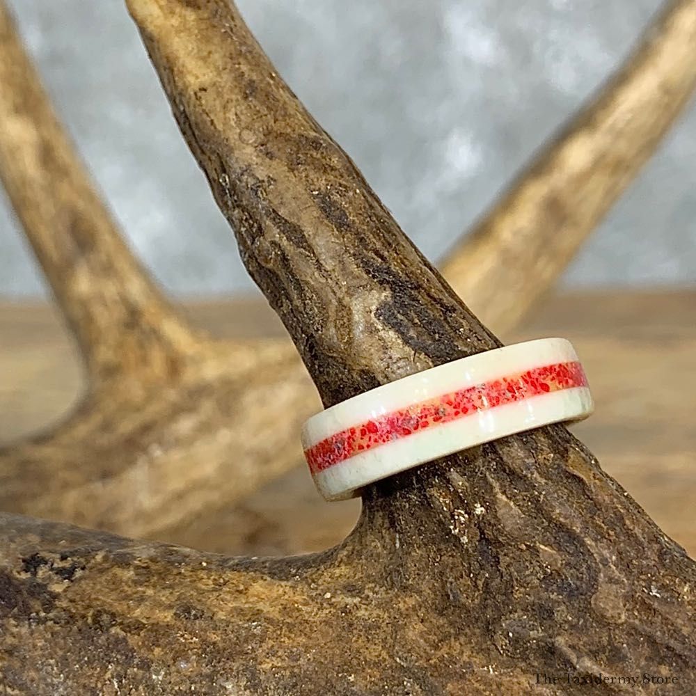 Whitetail Deer Antler Ring with Red Choral Inlay For Sale #21197 @ The Taxidermy Store