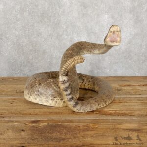 Western Diamondback Rattlesnake Mount For Sale #18891 @ The Taxidermy Store