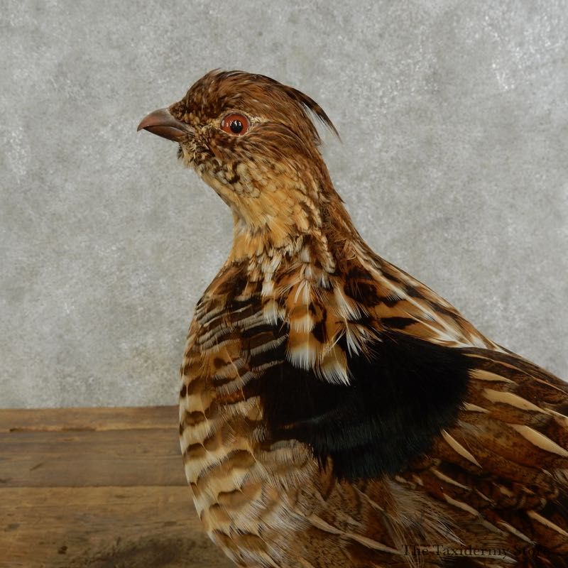 Ruffed Grouse Bird Mount For Sale #17222 @ The Taxidermy Store