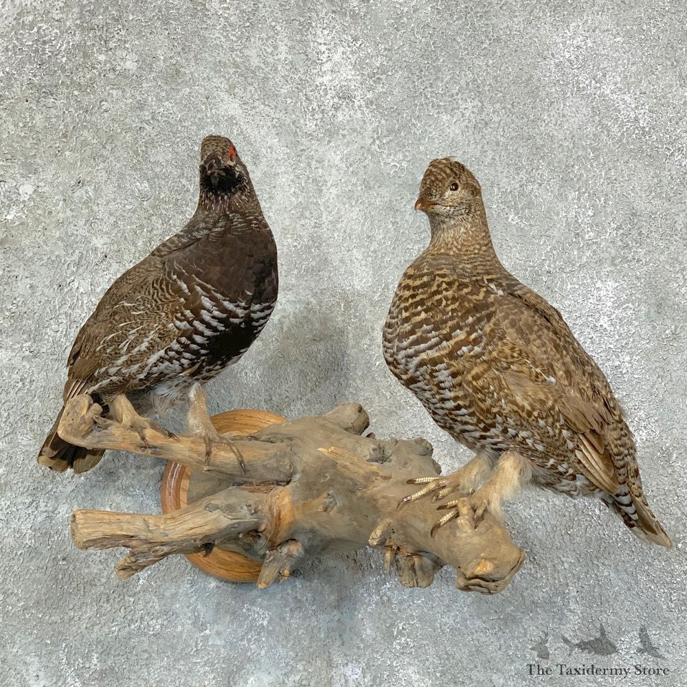 Spruce Grouse Pair Taxidermy Mount For Sale #22684 @ The Taxidermy Store