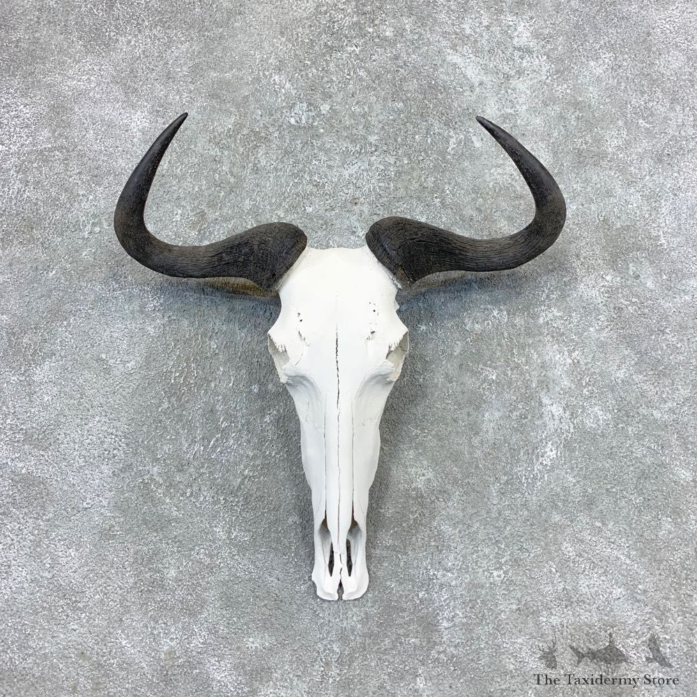 Blue Wildebeest Skull Horns European Mount #23359 For Sale @ The Taxidermy Store