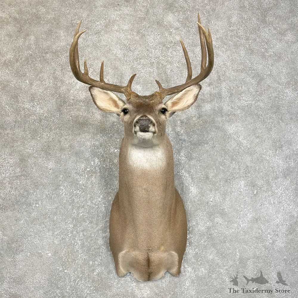 Whitetail Deer Shoulder Mount #24214 For Sale - The Taxidermy Store