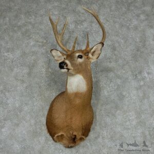 Whitetail Deer Taxidermy Shoulder Mount #13143 For Sale @ The Taxidermy Store