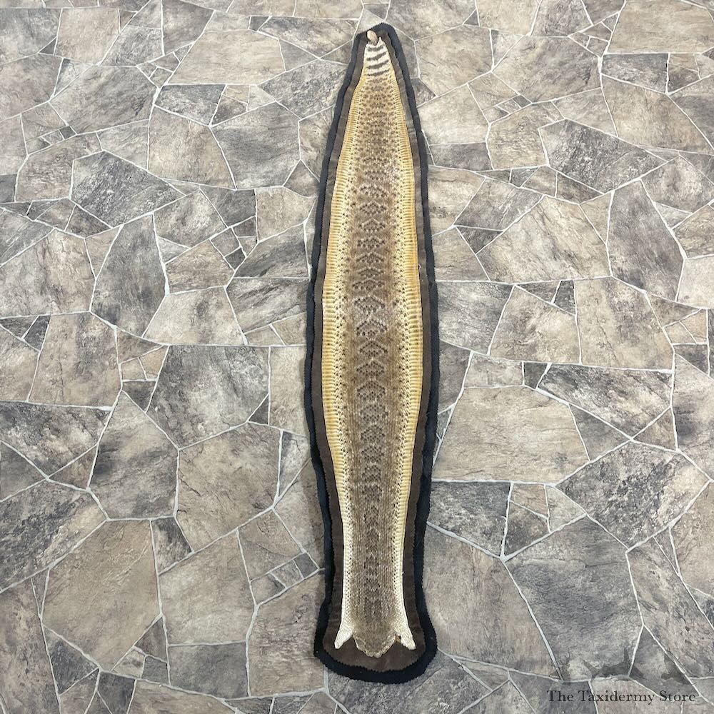 Western Diamondback Rattlesnake Rug For Sale #27909 @ The Taxidermy Store