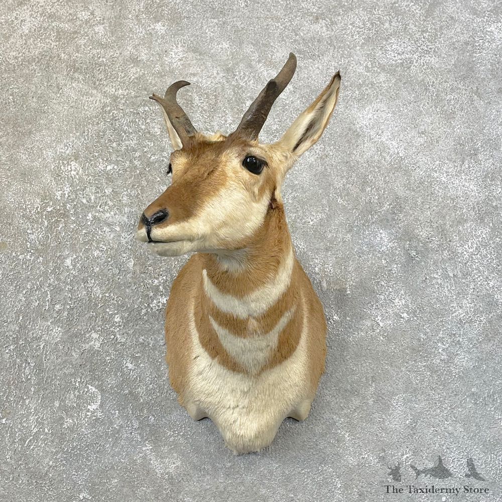Pronghorn Taxidermy Shoulder Mount #25159 For Sale @ The Taxidermy Store