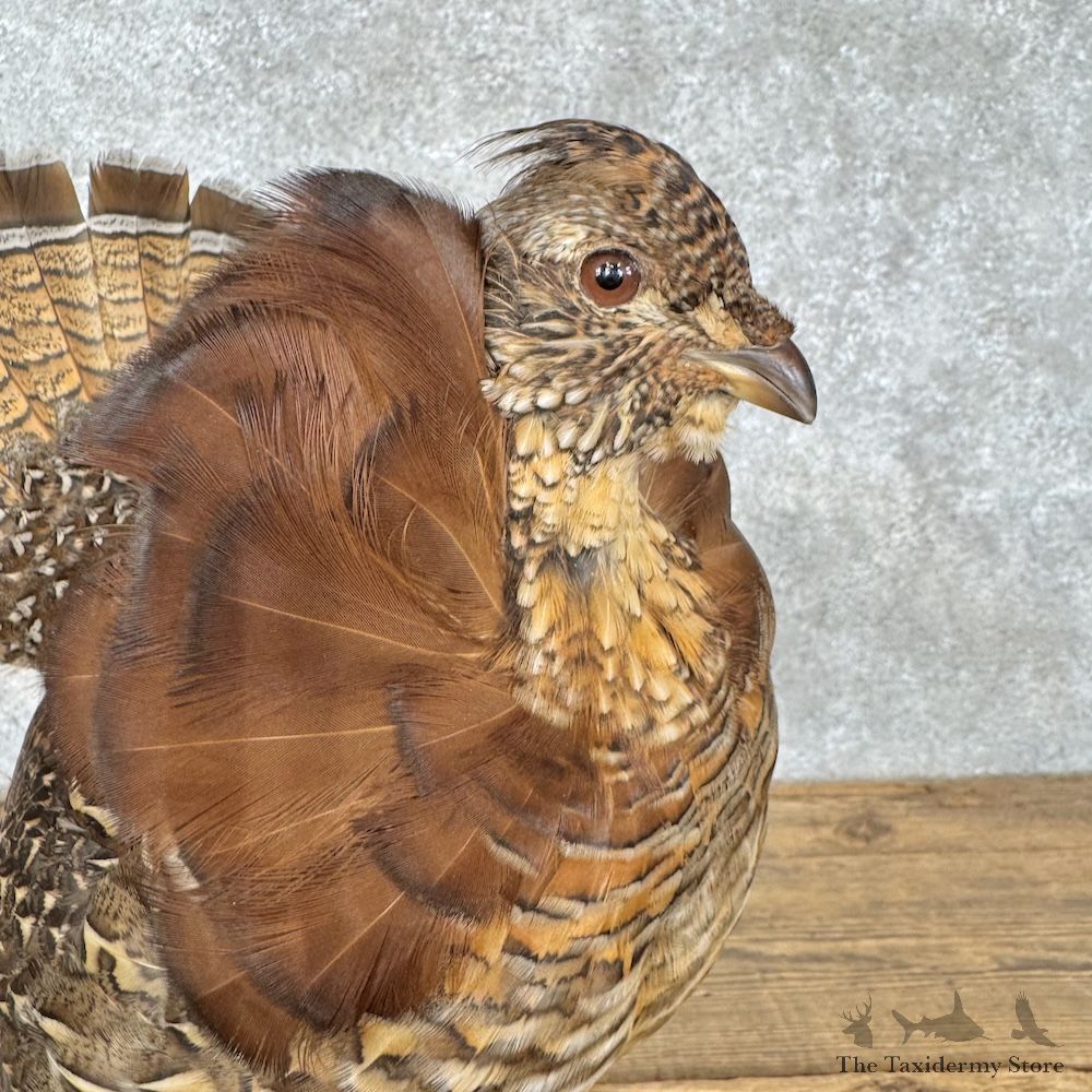 Ruffed Grouse Bird Mount For Sale #30181 @ The Taxidermy Store