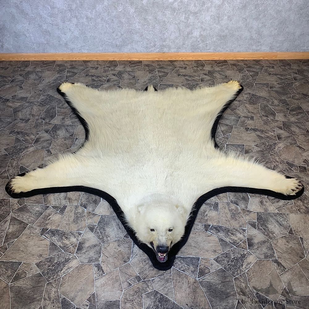 Polar Bear Taxidermy Rug #21223 For Sale @ The Taxidermy Store