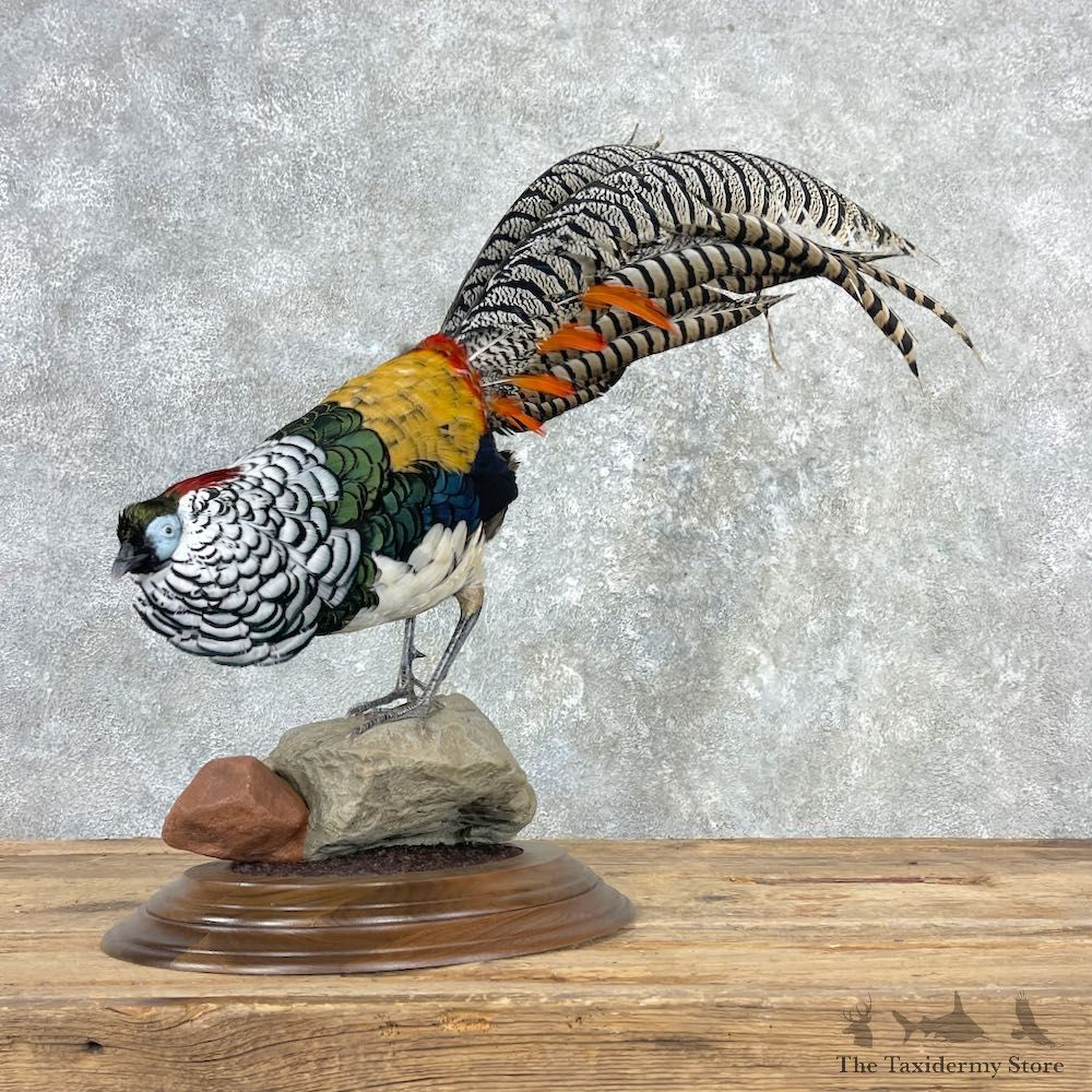 Lady Amherst Pheasant Taxidermy #25998 For Sale @ The Taxidermy Store