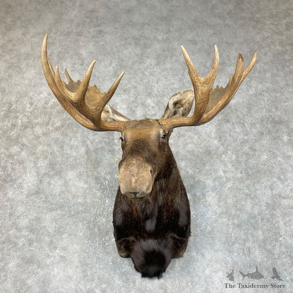 Eastern Canada Moose Shoulder Taxidermy Mount For Sale #25413 @ The Taxidermy Store