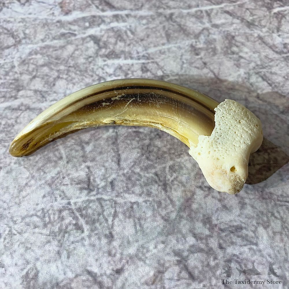 Grizzly Bear Claw For Sale #21880 @ The Taxidermy Store