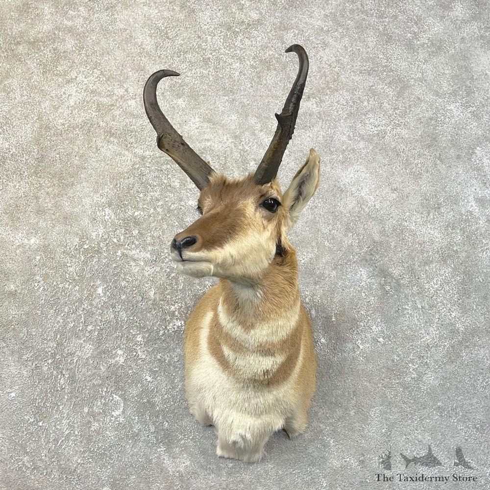 Pronghorn Taxidermy Shoulder Mount #25162 For Sale @ The Taxidermy Store