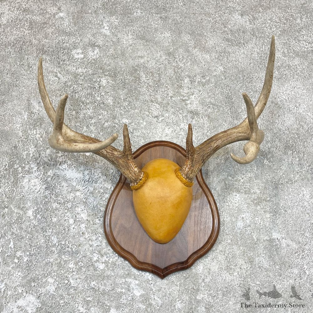 Whitetail Deer Antler Plaque Taxidermy Mount For Sale #26710 @ The Taxidermy Store