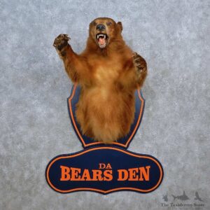 Da Bears Den 1/2-Life-Size Mount For Sale #15610 @ The Taxidermy Store