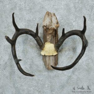 Whitetail Deer Antlers Taxidermy Mount #13355 For Sale @ The Taxidermy Store