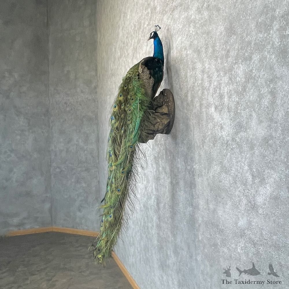 Blue Indian Peacock Bird Mount For Sale #28754 @ The Taxidermy Store