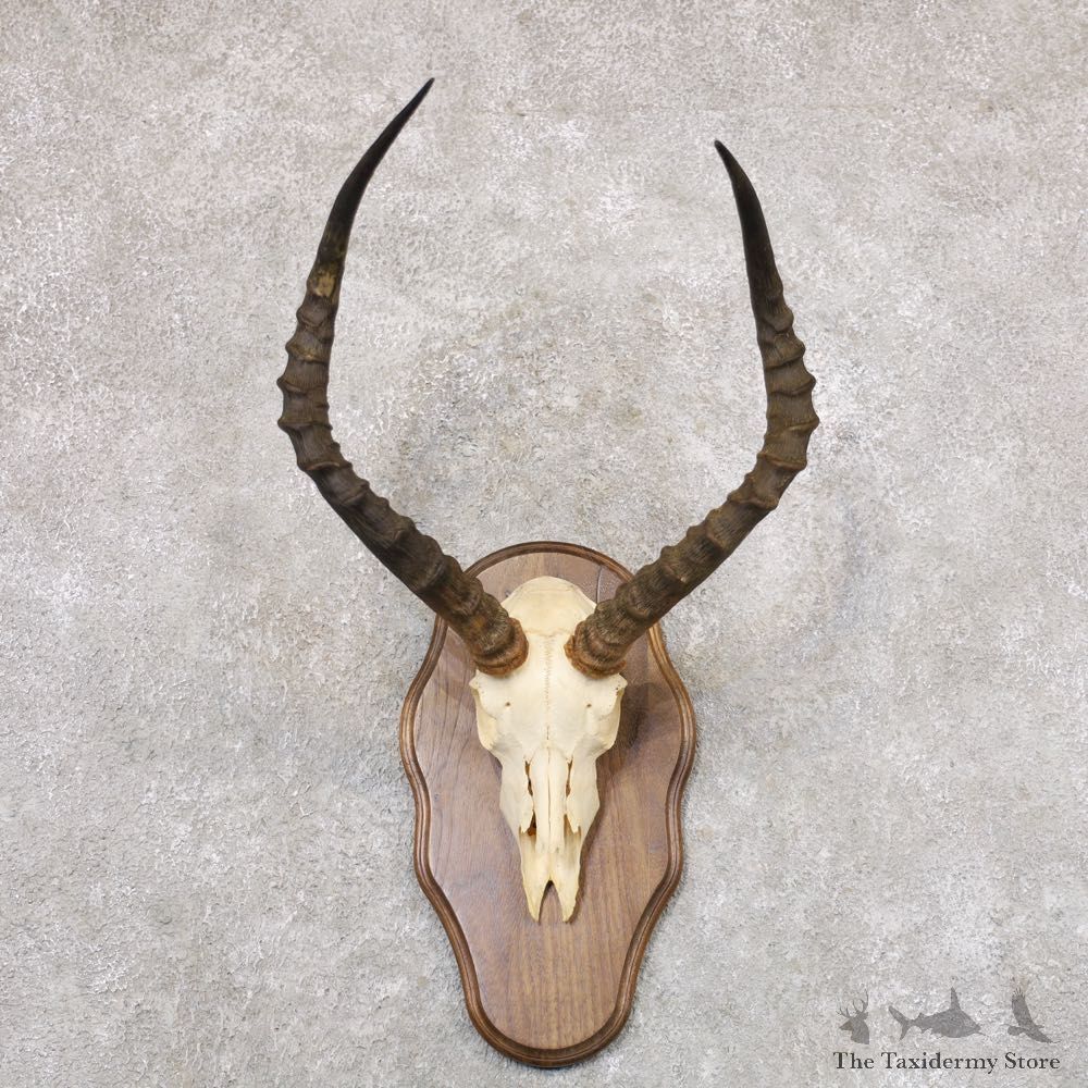 Impala Skull & Horn European Mount For Sale #22355 @ The Taxidermy Store