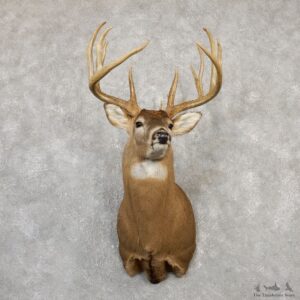Whitetail Deer Shoulder Mount For Sale #19995 @ The Taxidermy Store