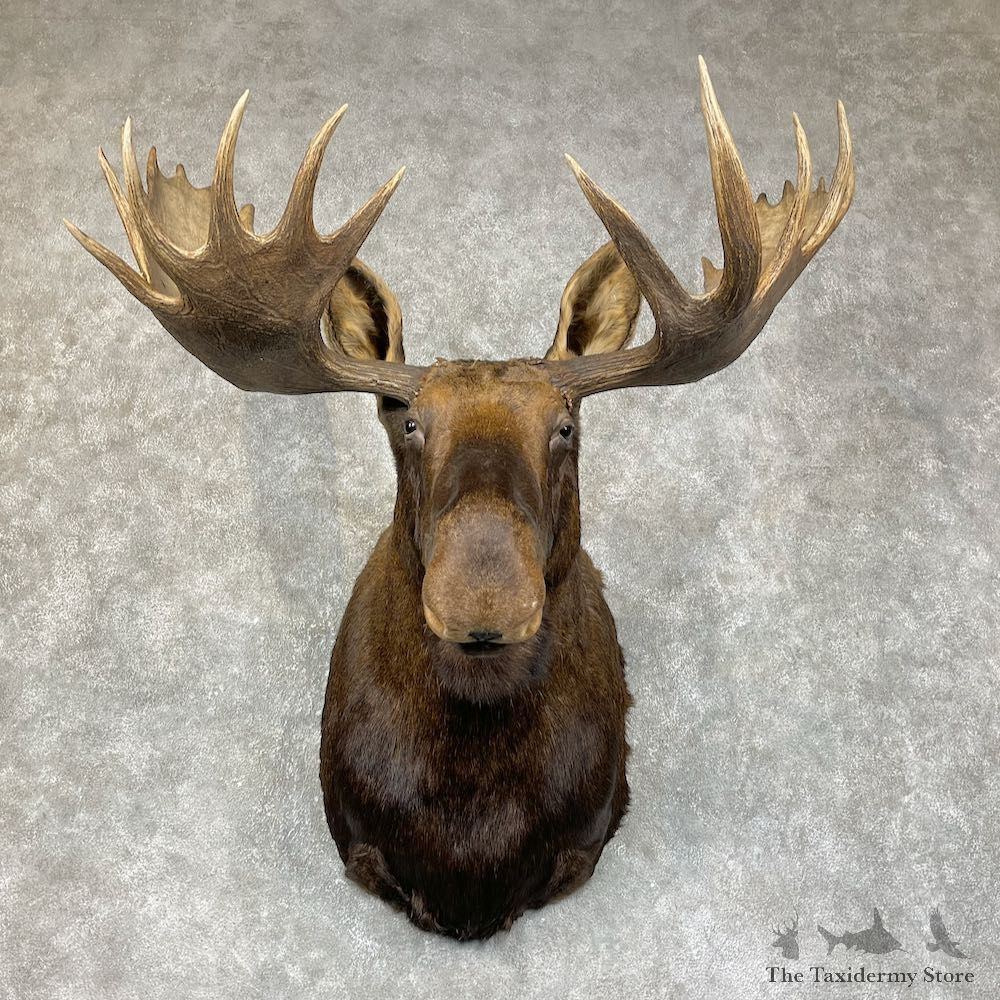 Alaskan Yukon Moose Taxidermy Shoulder Mount For Sale #25412 @ The Taxidermy Store