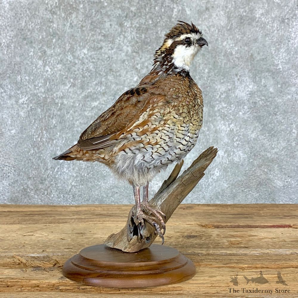 Bobwhite Quail Bird Mount For Sale #22966 @ The Taxidermy Store