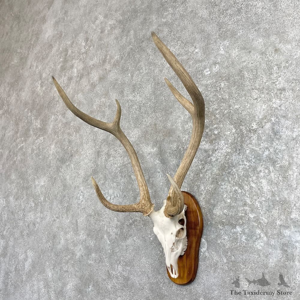 Axis Deer Skull Plaque Mount For Sale #27490 @ The Taxidermy Store