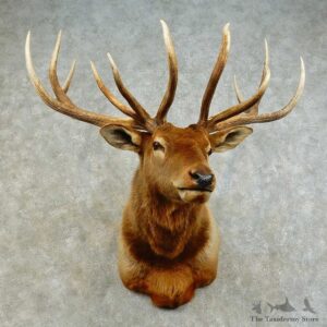 Rocky Mountain Elk Shoulder Mount For Sale #16380 @ The Taxidermy Store