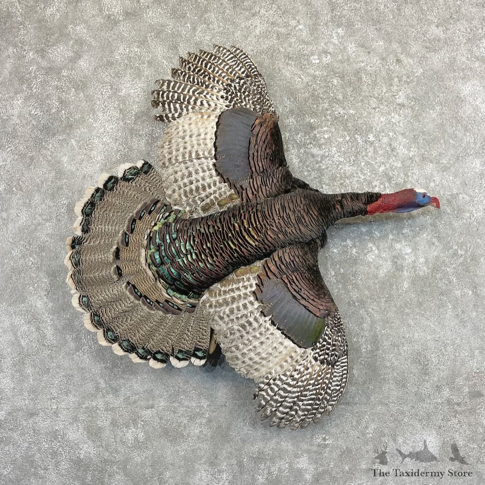 Rio Grande x Ocellated Cross Turkey Mount For Sale #27613 @ The Taxidermy Store