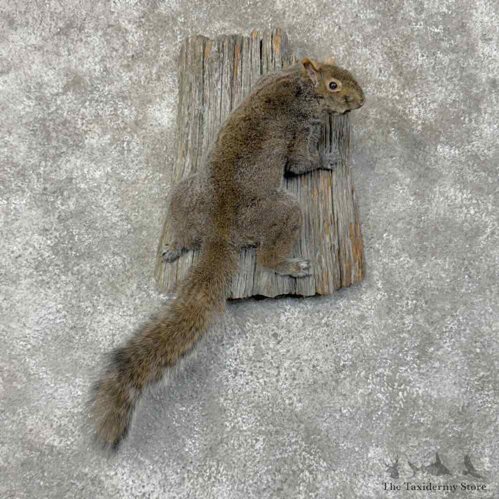 Grey Squirrel Life-Size Mount For Sale #30469 @ The Taxidermy Store