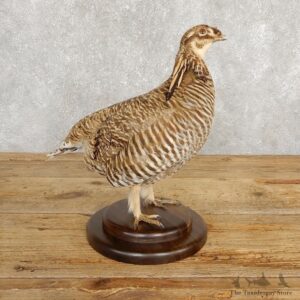 Prairie Chicken Bird Mount For Sale #20242 @ The Taxidermy Store