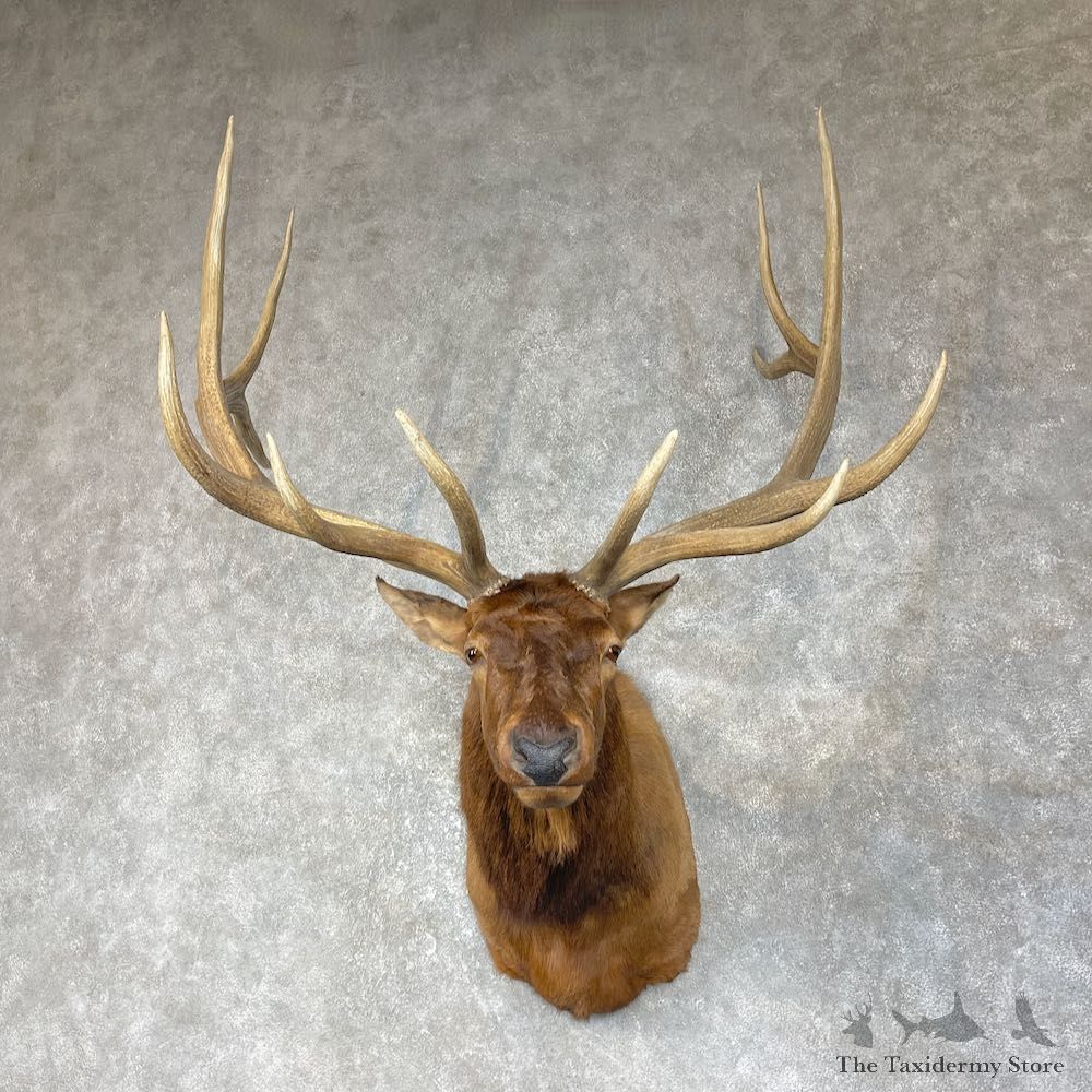 Rocky Mountain Elk Shoulder Mount For Sale #25651 @ The Taxidermy Store