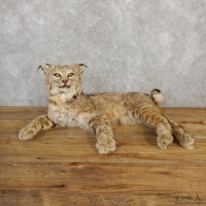Bobcat Life-Size Mount For Sale #19983 @ The Taxidermy Store