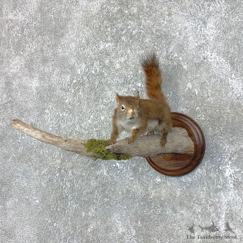 Red Squirrel Life-Size Mount For Sale #23990 @ The Taxidermy Store