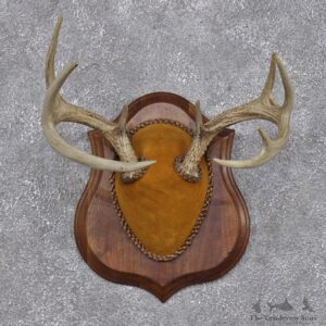 Whitetail Deer Taxidermy Antler Plaque Mount #12430 For Sale @ The Taxidermy Store
