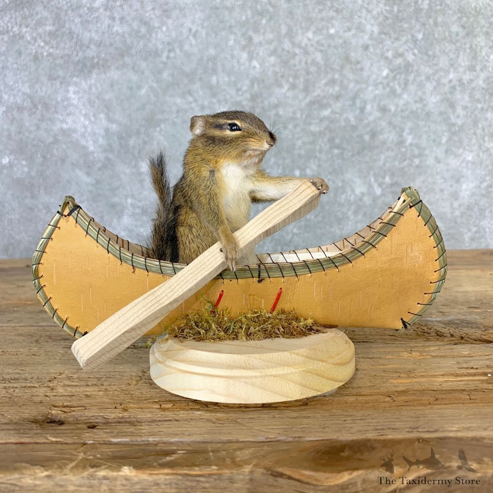 Canoe Chipmunk Novelty Mount For Sale #23252 @ The Taxidermy Store