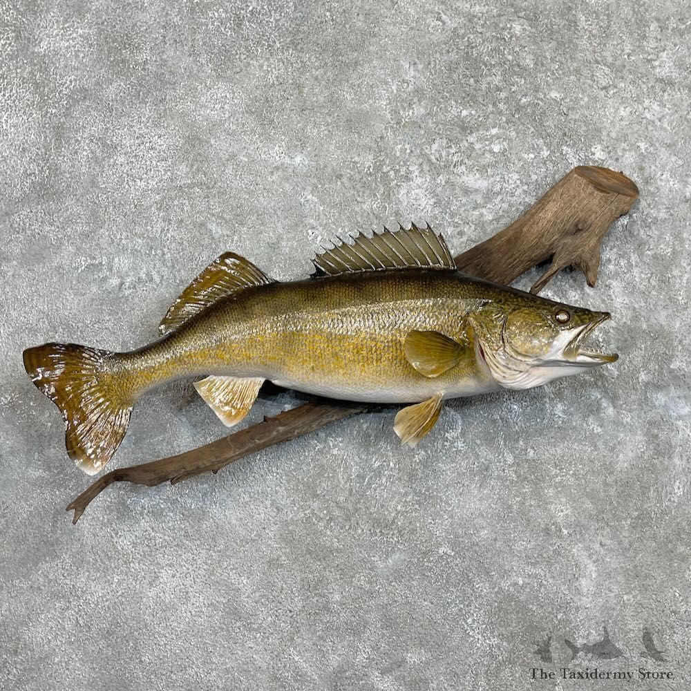 Walleye Fish Mount For Sale #27313 @ The Taxidermy Store