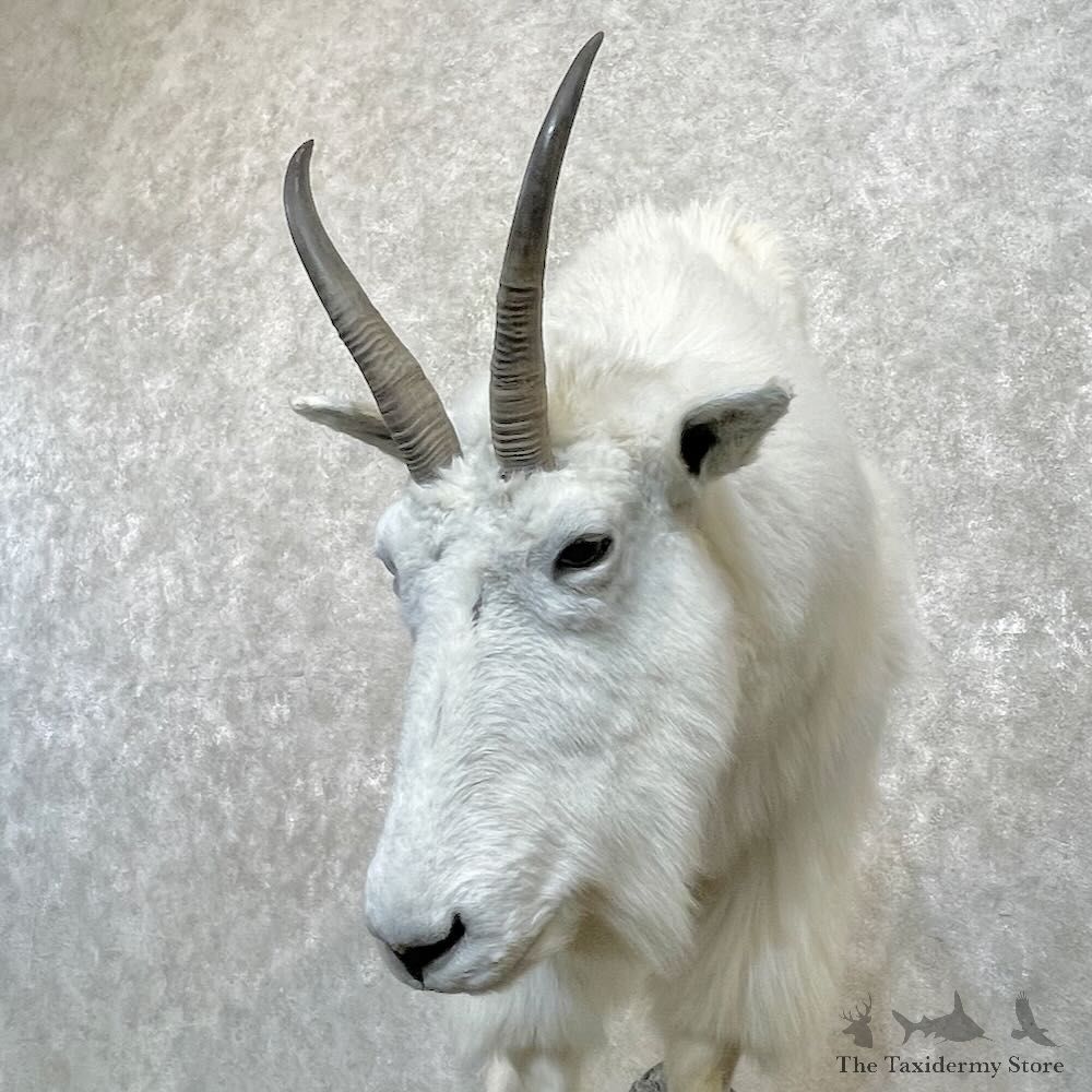 Mountain Goat Life-Size Mount For Sale #27791 @ The Taxidermy Store