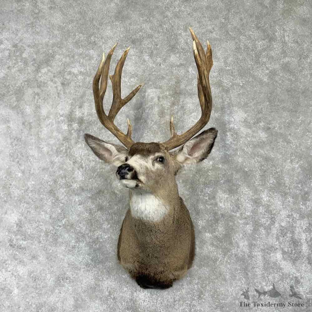 Mule Deer Shoulder Mount For Sale #31779 @ The Taxidermy Store