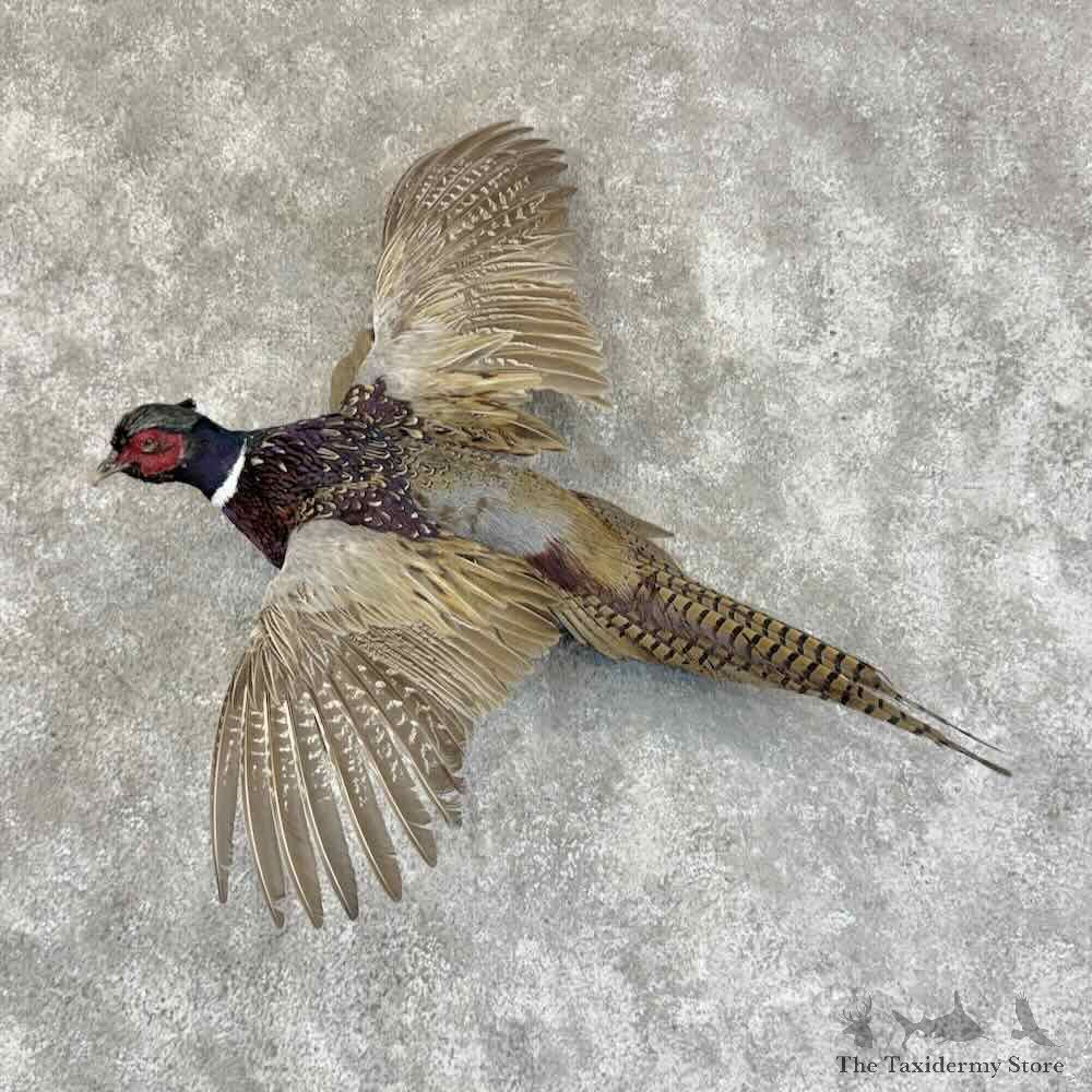Ringneck Pheasant Bird Mount For Sale #31455 @ The Taxidermy Store