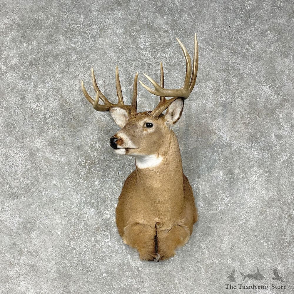 Whitetail Deer Shoulder Mount #25396 For Sale - The Taxidermy Store