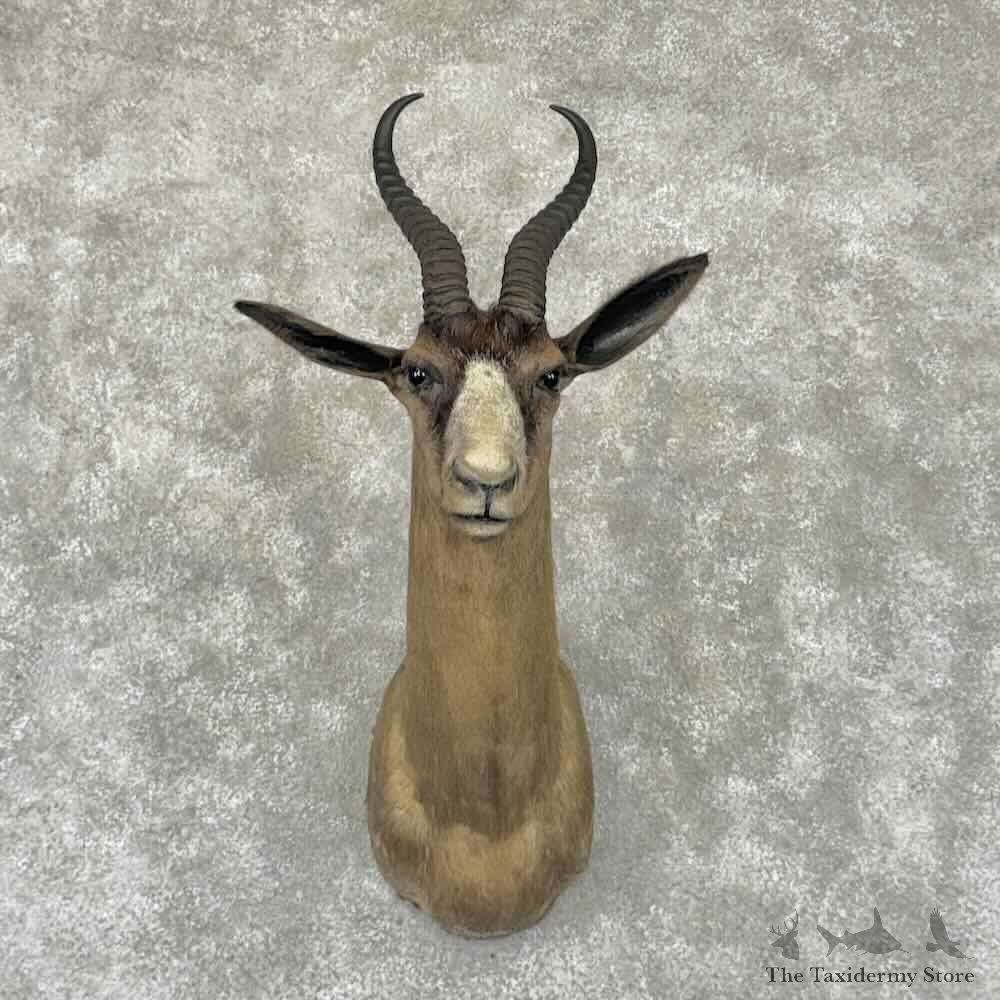 Black Springbok Shoulder Mount For Sale #32311 @ The Taxidermy Store