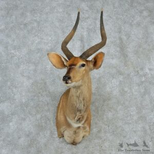 African Nyala Shoulder Taxidermy Mount #12985 For Sale @ The Taxidermy Store