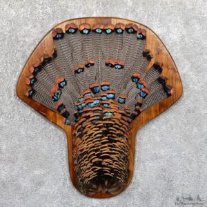 Ocellated Turkey Fan Mount For Sale #19524 @ The Taxidermy Store