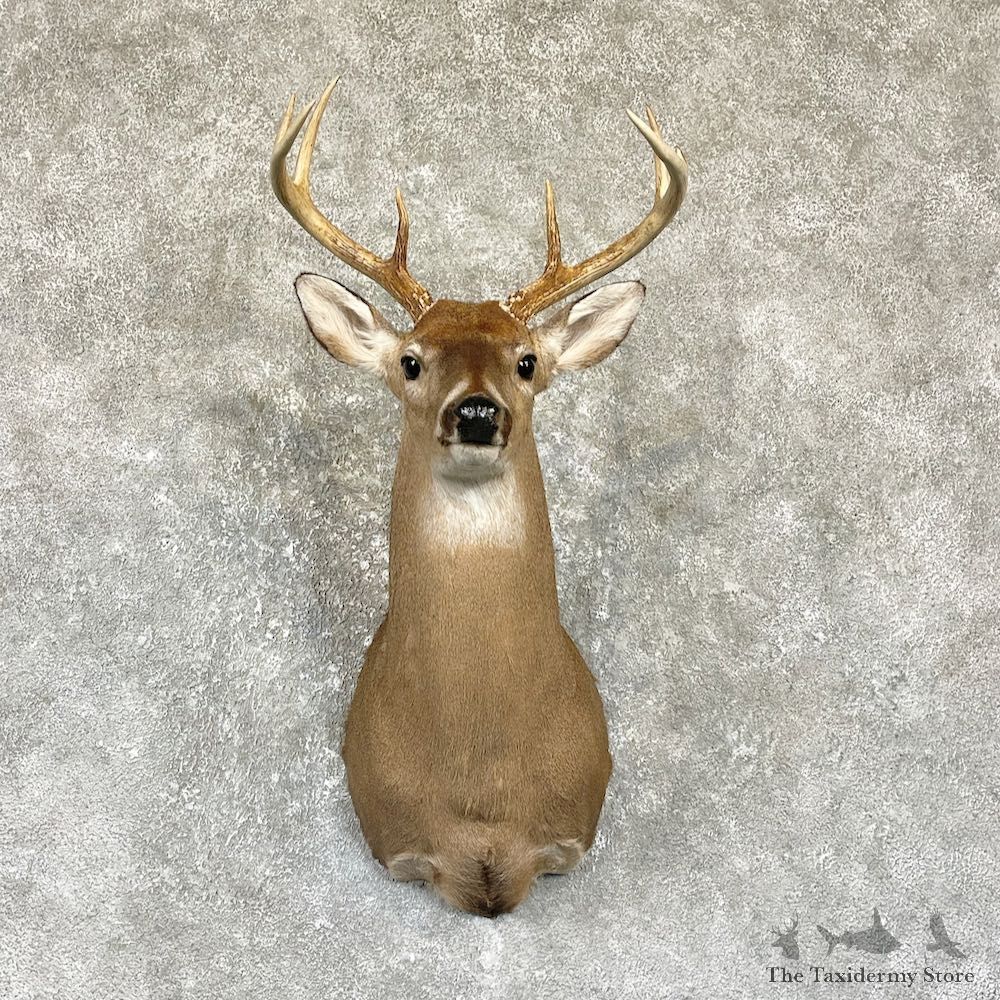 Whitetail Deer Shoulder Mount #26324 For Sale - The Taxidermy Store