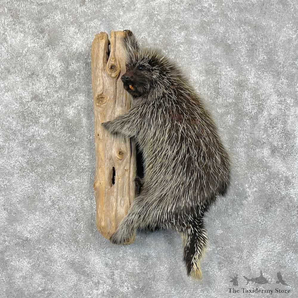 Porcupine Life-Size Mount For Sale #28697 - The Taxidermy Store