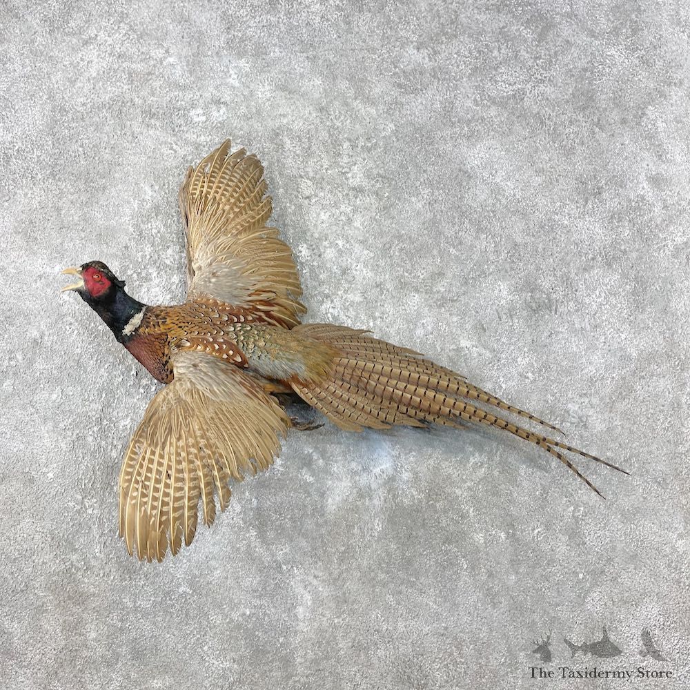 Ringneck Pheasant Bird Mount For Sale #26842 @ The Taxidermy Store