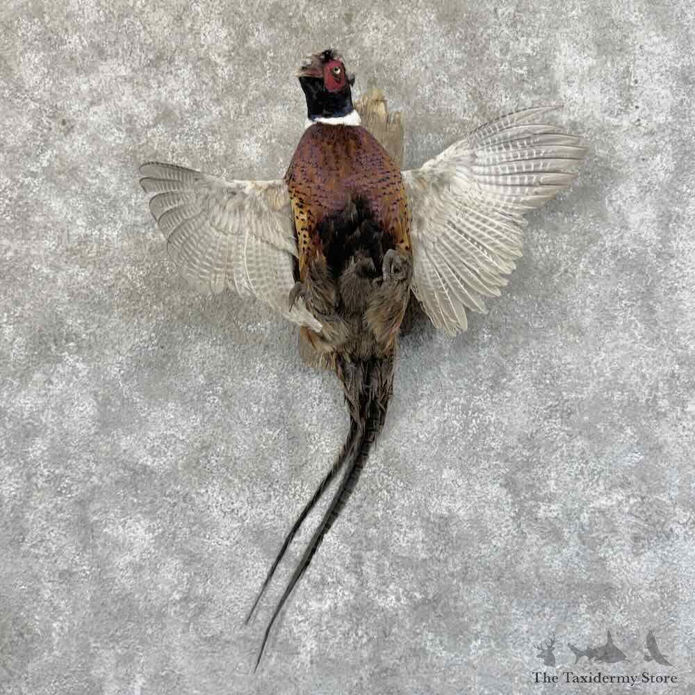 Ringneck Pheasant Bird Mount For Sale #31441 @ The Taxidermy Store
