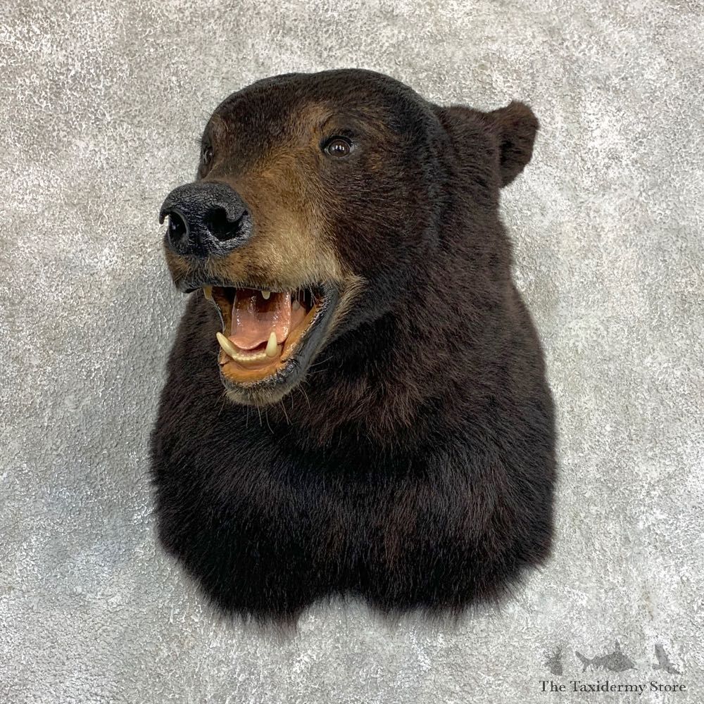 Black Bear Shoulder Mount For Sale #22085 @ The Taxidermy Store