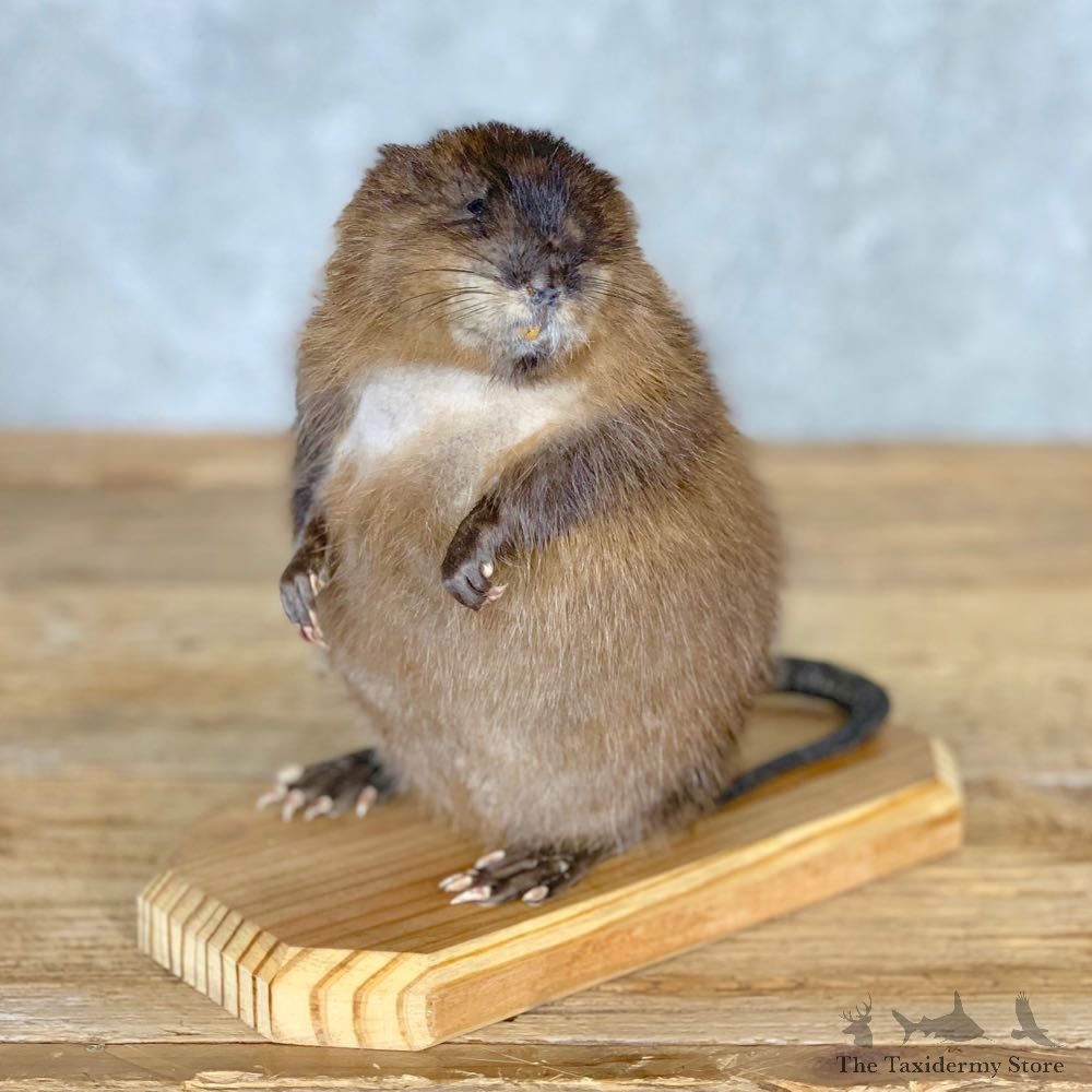 Muskrat Life Size Taxidermy Mount #21702 For Sale @ The Taxidermy Store