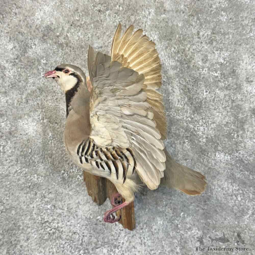Chukar Partridge Life Size Mount For Sale #30553 @ The Taxidermy Store