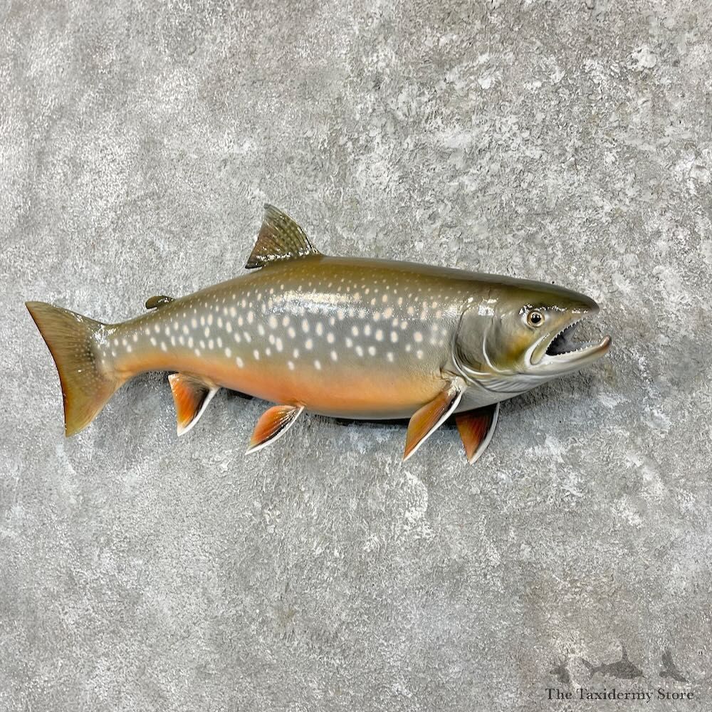 Splake Fish Mount For Sale #27265 @ The Taxidermy Store