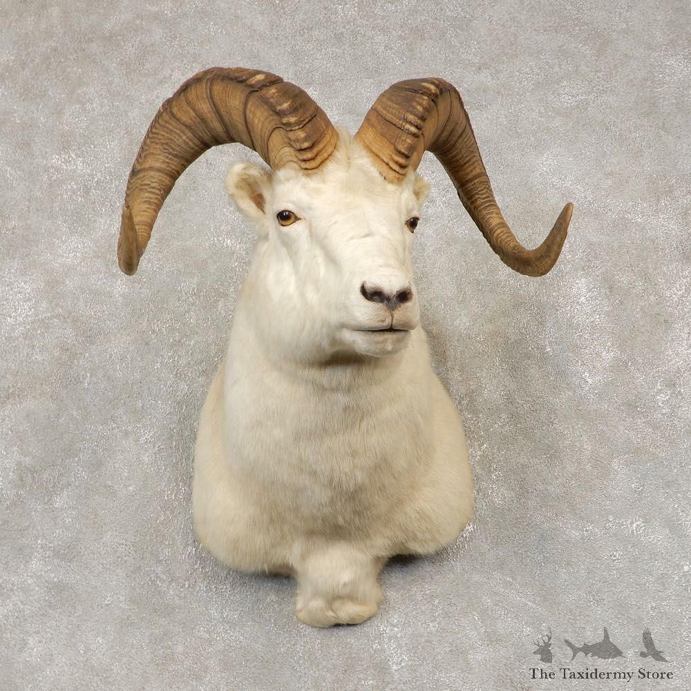 Dall Sheep Shoulder Mount For Sale #21430 @ The Taxidermy Store
